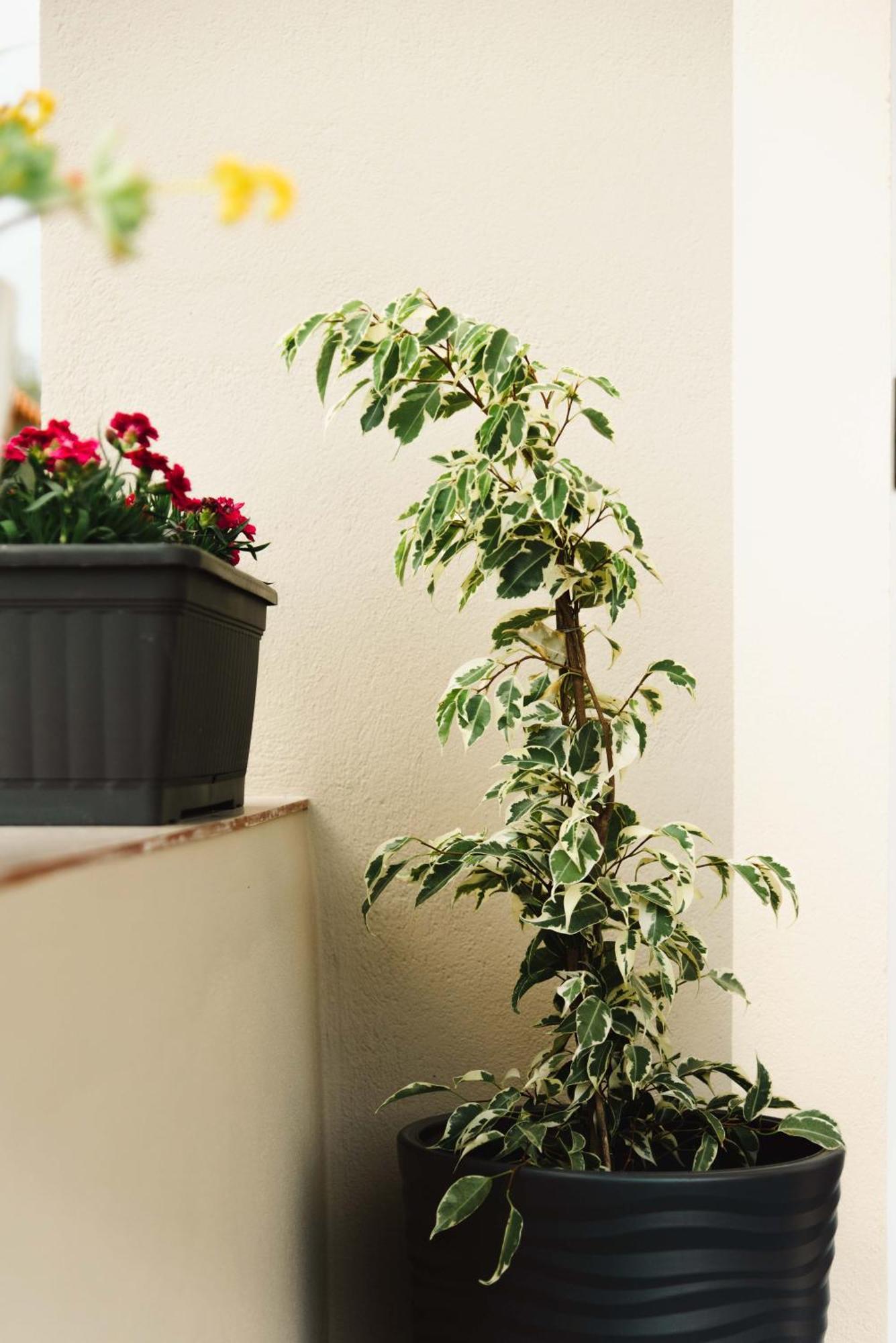 Apartmán Casa Matina Lefkímmi Exteriér fotografie